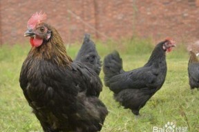 国产老鸡露脸视频,揭秘神秘幕后故事